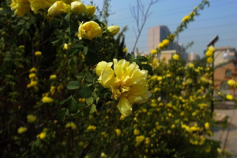 理光(ricoh)grd4 样张图-zol中关村在线