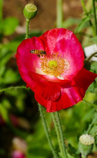 徕卡(leica)v-lux(typ 114) 样张图-zol中关村在线