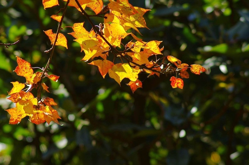 宾得(pentax)k-3(单机) 样张图-zol中关村在线