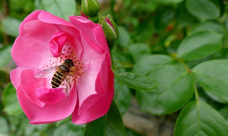 徕卡(leica)v-lux(typ 114) 样张图-zol中关村在线